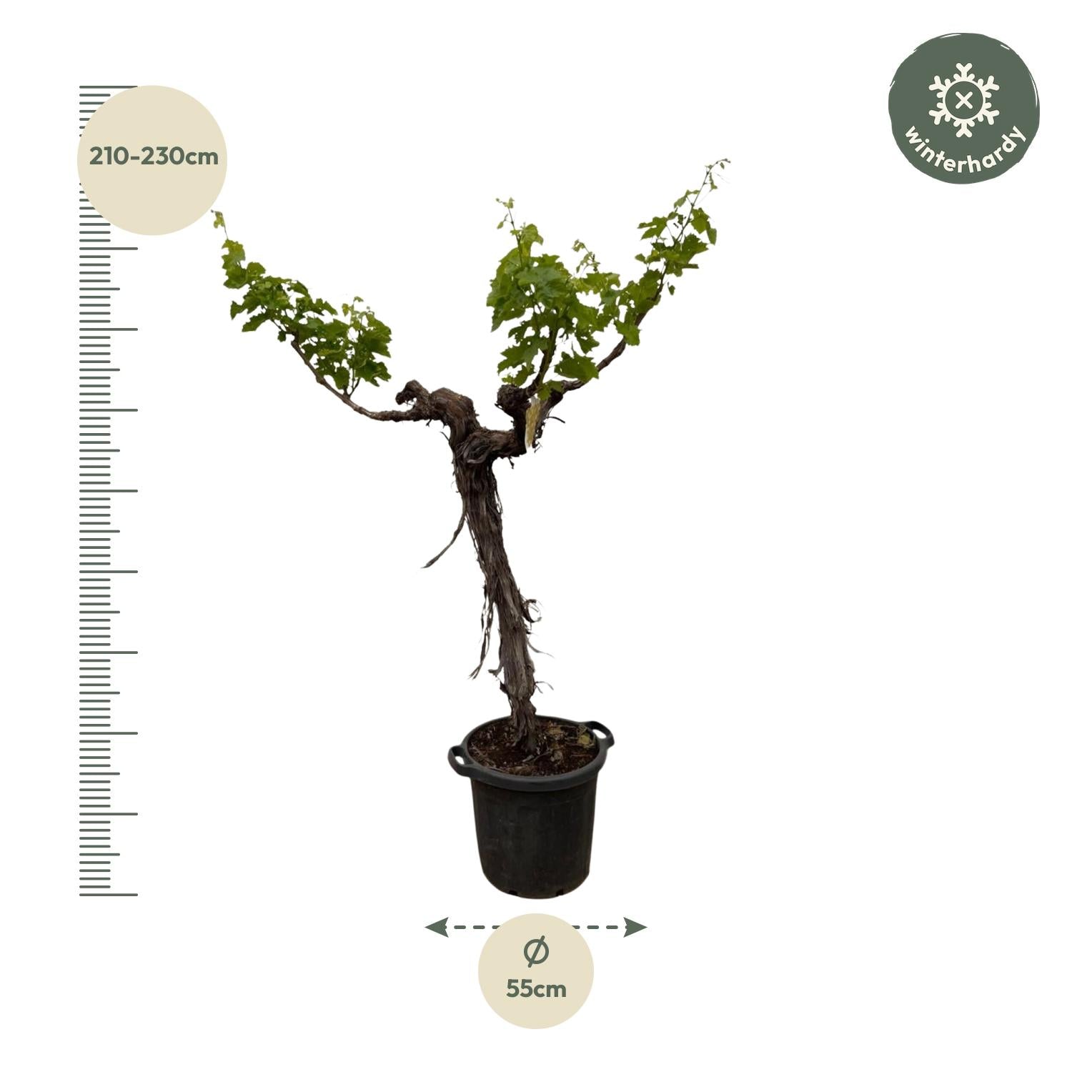 Druivenboom - 200 cm