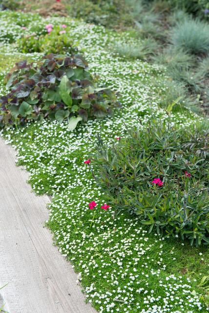 Vetmuur - set van 6 – voor tuin & terras