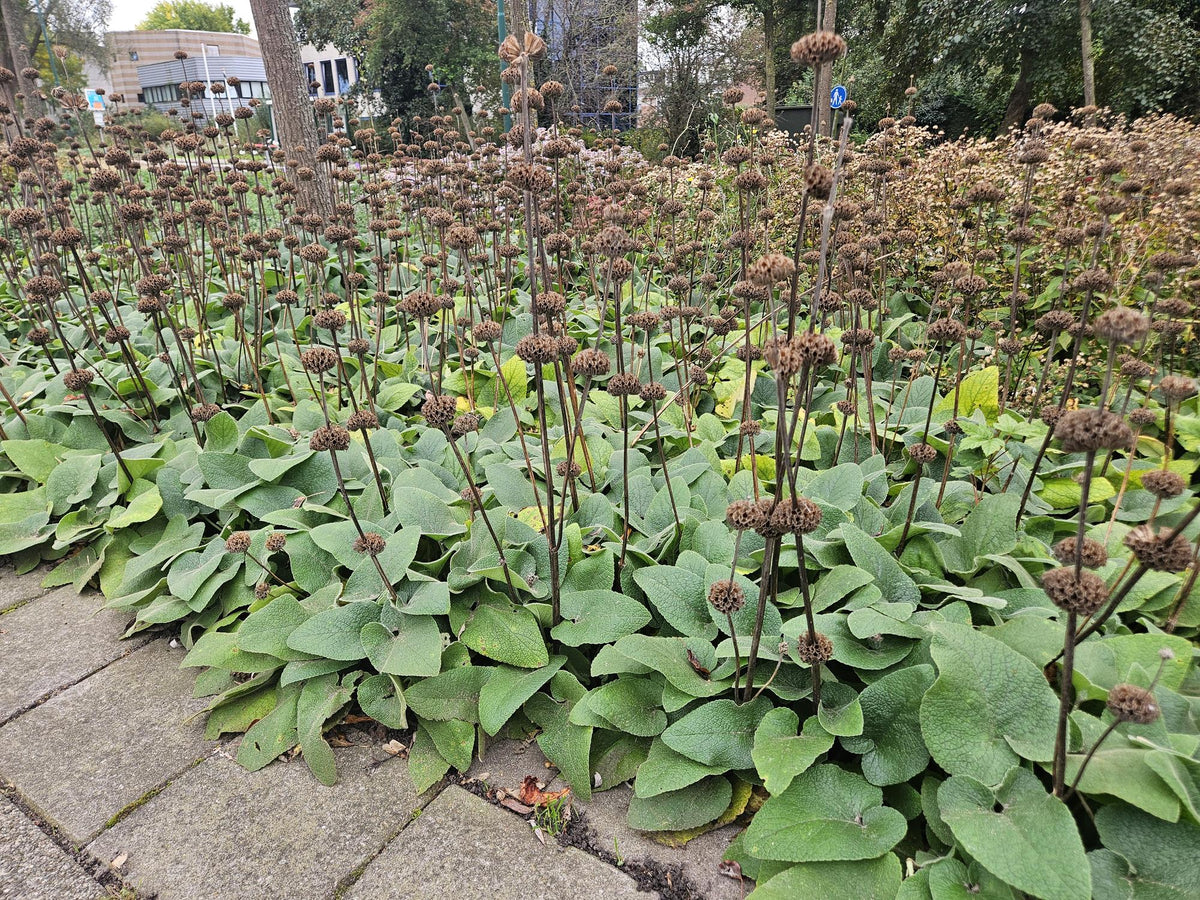 Brandkruid (Phlomis russeliana) - set van 6 – voor tuin & terras