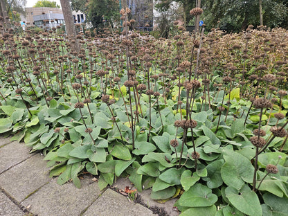 Brandkruid (Phlomis russeliana) - set van 6 – voor tuin & terras