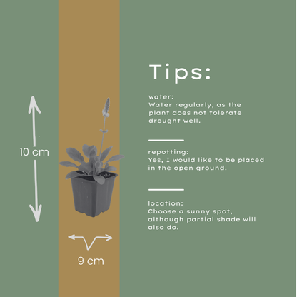 Betonie 'Hummelo' - set van 6 – voor tuin & terras