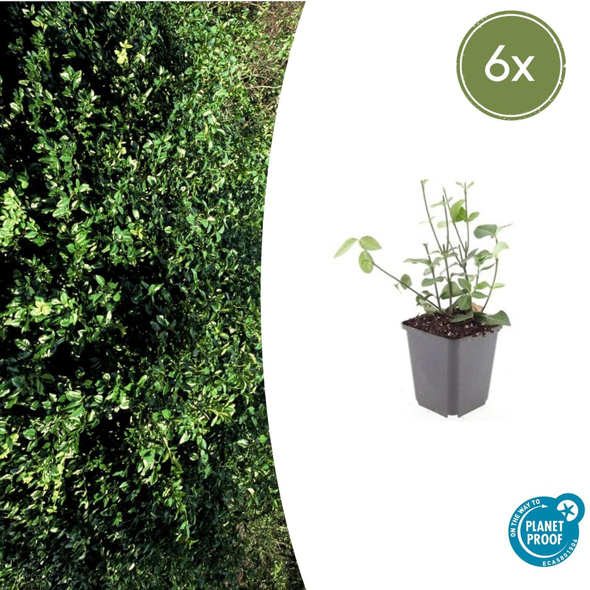 Kardinaalsmuts 'Coloratus' - set van 6 – voor tuin & terras
