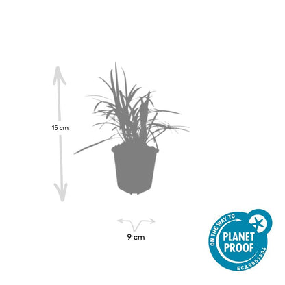 Leliegras 'Monroe White' - set van 6 – voor tuin & terras