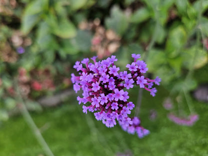 IJzerhard (Verbena bonariensis) - set van 6 – voor tuin & terras
