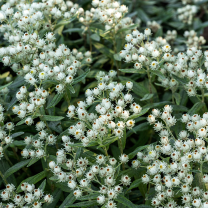 Siberische edelweiss (Anaphalis) - set van 6 – voor tuin & terras