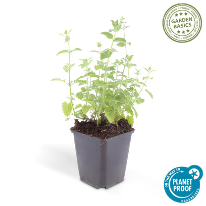 Kattenkruid 'Six Hills Giant' (Nepeta)