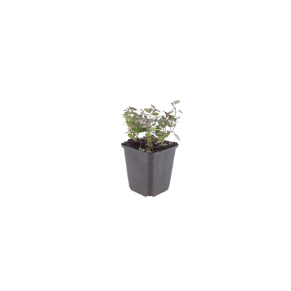 Sieroregano 'Herrenhausen' - set van 6 – voor tuin & terras