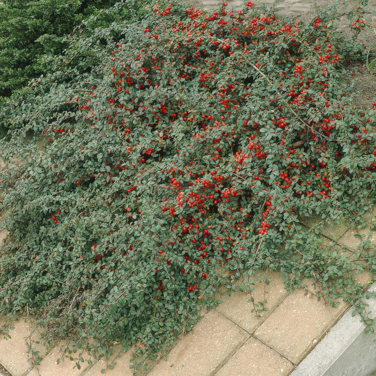 Dwergmispel (Cotoneaster dammeri) - set van 6 – voor tuin & terras