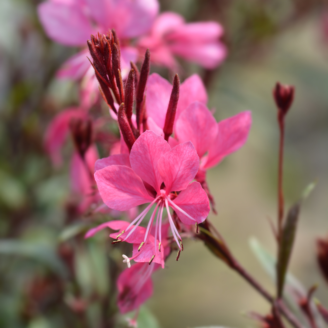 Prachtkaars 'Siskiyou Pink' (Gaura)