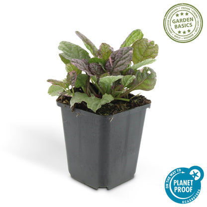 Kruipend zenegroen 'Burgundy Glow' - set van 6 – voor tuin & terras