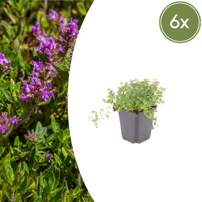Wilde tijm (Thymus serpyllum) - set van 6 – voor tuin & terras