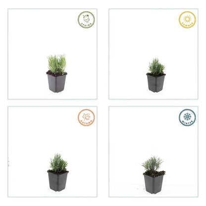 Lavendel 'Dwarf Blue' - set van 6 – voor tuin & terras