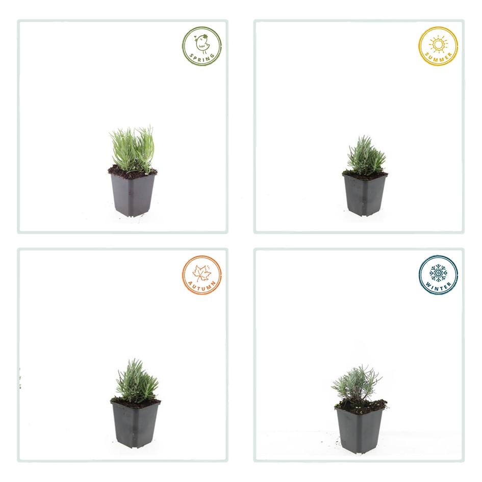 Lavendel 'Dwarf Blue' - set van 6 – voor tuin & terras