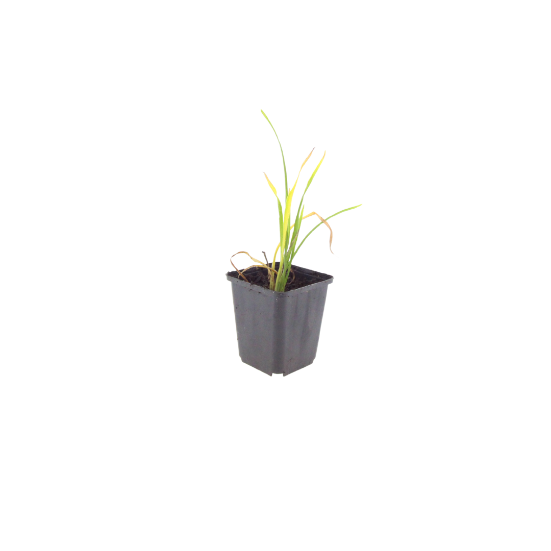 Daglelie 'Stella de Oro' - set van 6 – voor tuin & terras