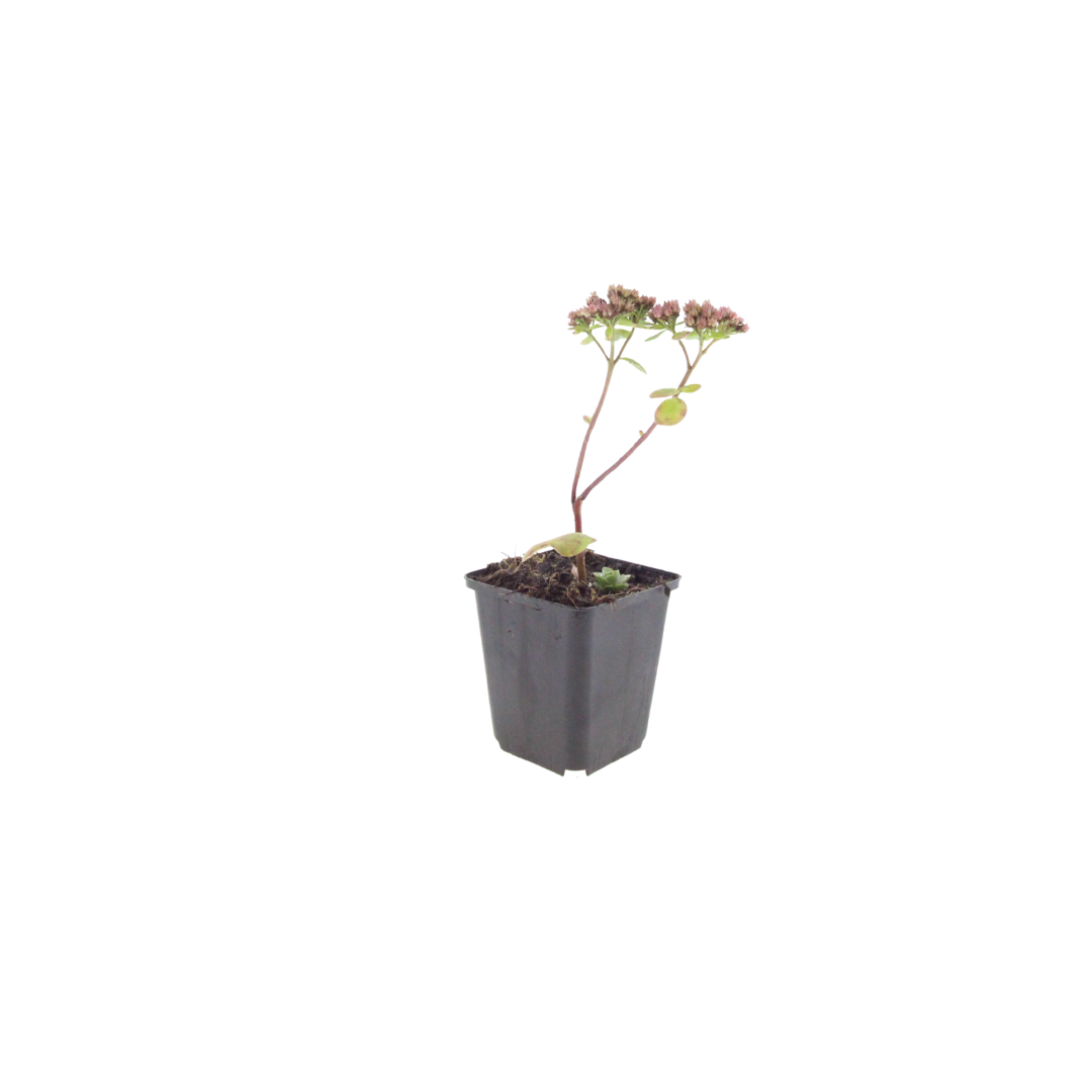 Hemelsleutel 'Matrona' - set van 6 – voor tuin & terras
