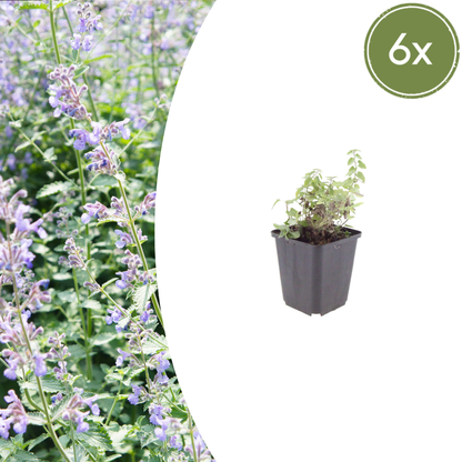 Kattenkruid (Nepeta faassenii) - set van 6 – voor tuin & terras