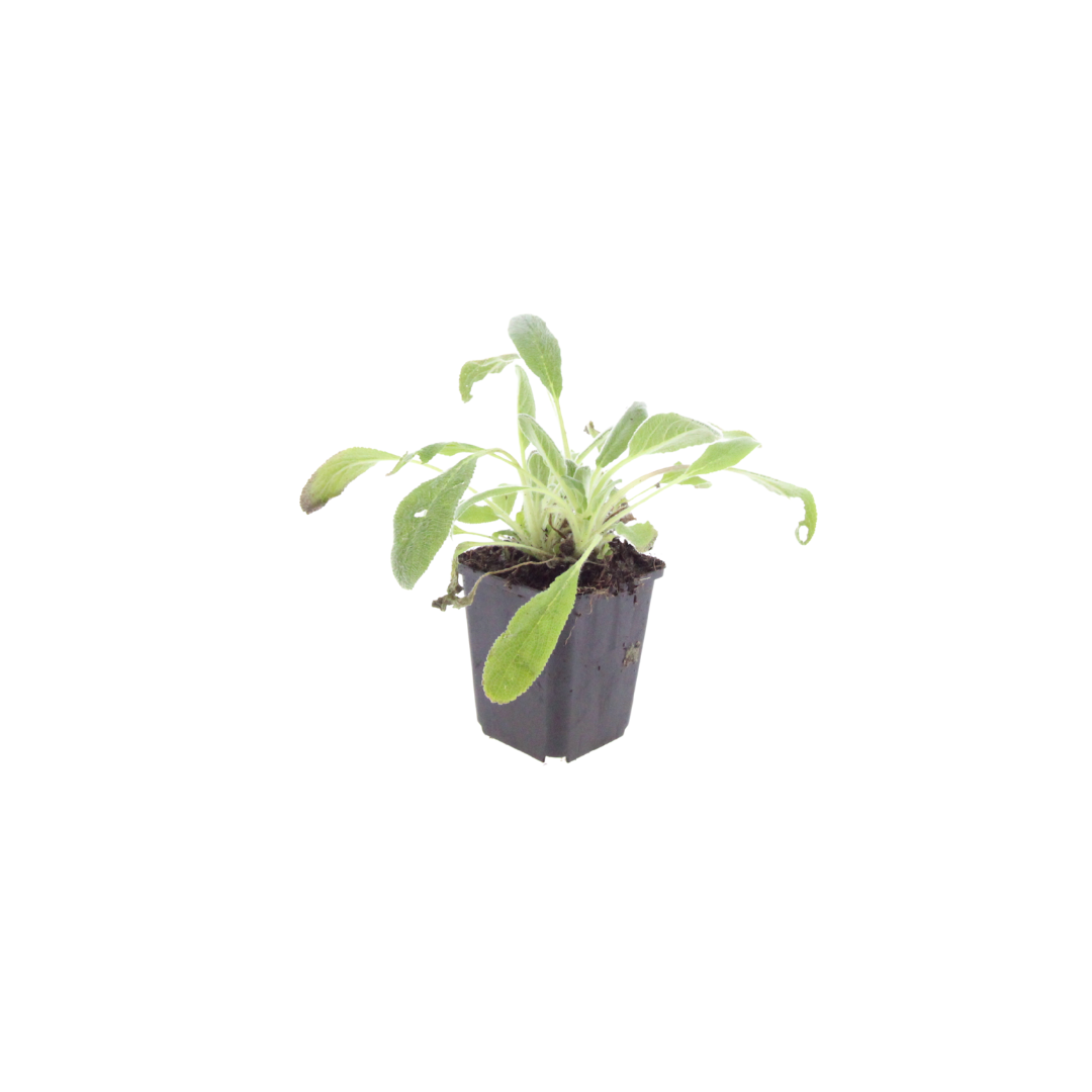 Ezelsoor (Stachys byzantina) - set van 6 – voor tuin & terras
