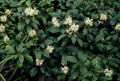 Schaduwkruid 'Green Sheen' - set van 6 – voor tuin & terras