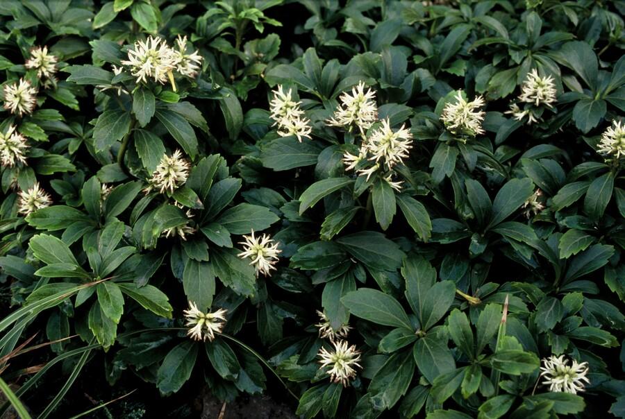 Schaduwkruid 'Green Sheen' - set van 6 – voor tuin & terras