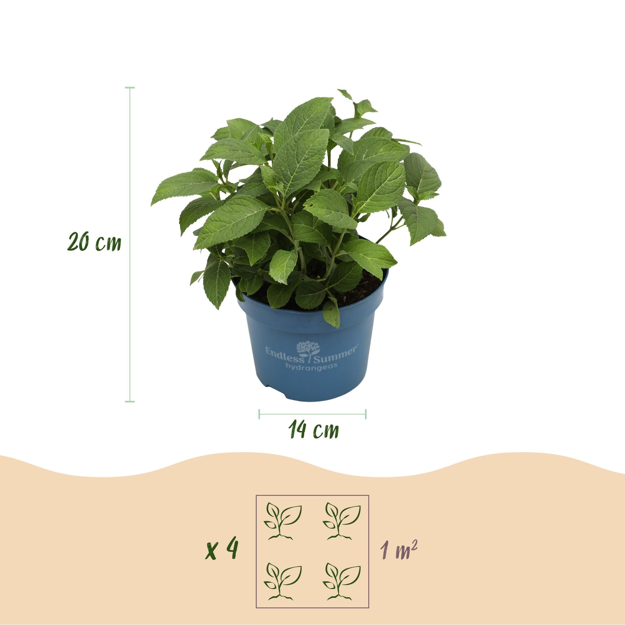 Boerenhortensia Endless Summer (Hydrangea macrophylla) - set van 3