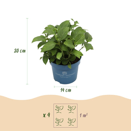 Boerenhortensia Endless Summer (Hydrangea macrophylla) - set van 3