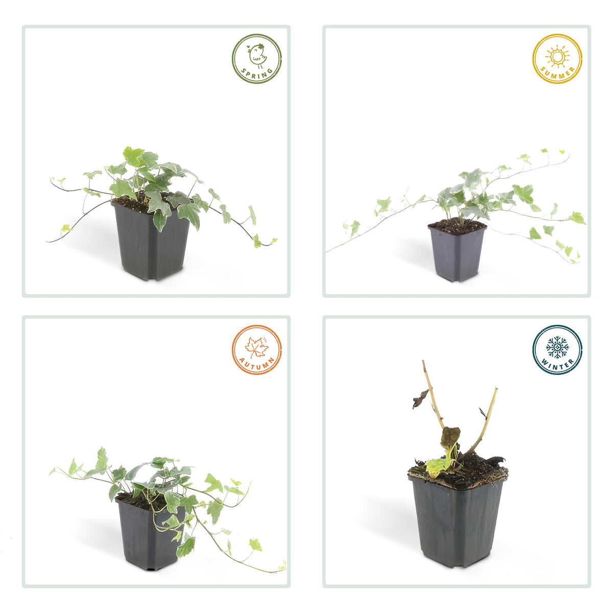 Klimop 'Glacier' - set van 6 – voor tuin & terras