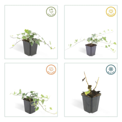 Klimop 'Glacier' - set van 6 – voor tuin & terras