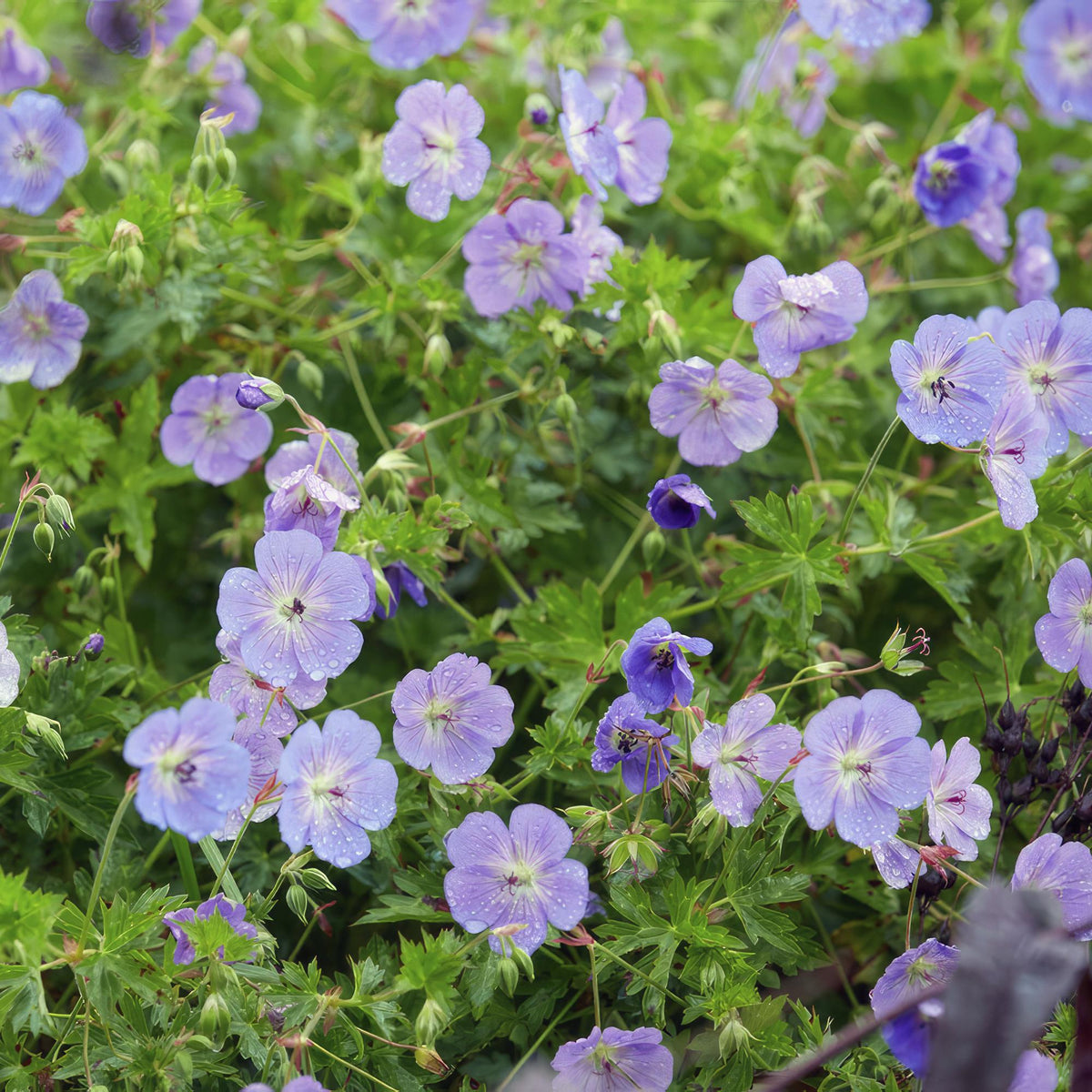 Geranium 'Rozanne', productfoto 6