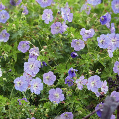 Geranium 'Rozanne', productfoto 6
