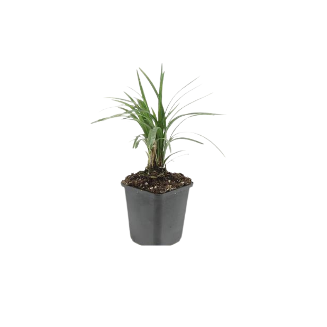 Leliegras 'Moneymaker' - set van 6 – voor tuin & terras