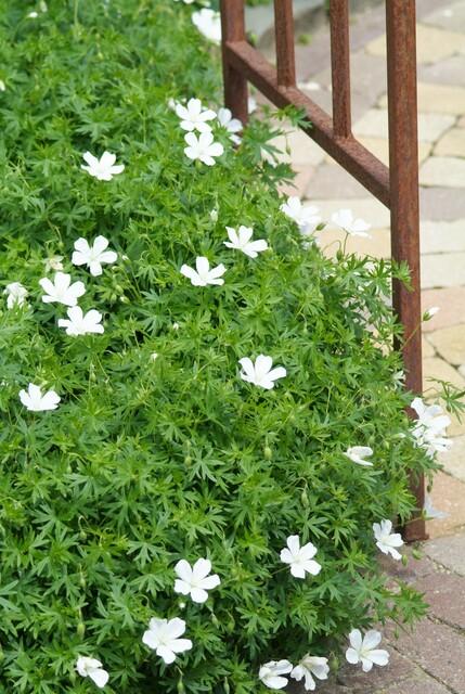 Bloedooievaarsbek 'Album' - set van 6 – voor tuin & terras