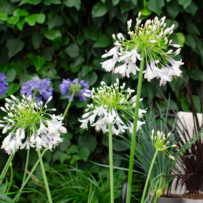 Agapanthus 'Fireworks' — Afrikaanse lelie, wit & blauw (Ø23)