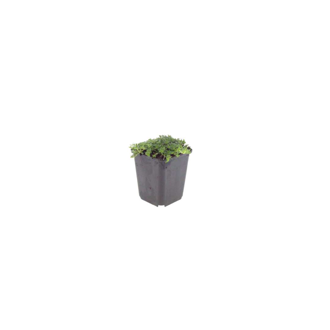 Kruiptijm 'Albiflorus' - set van 6 – voor tuin & terras