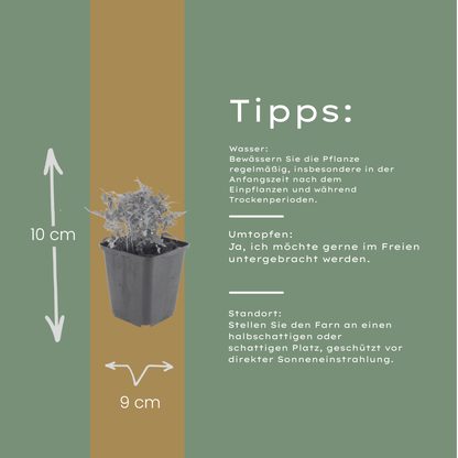 Eikvaren (Polypodium vulgare) - set van 6 – voor tuin & terras