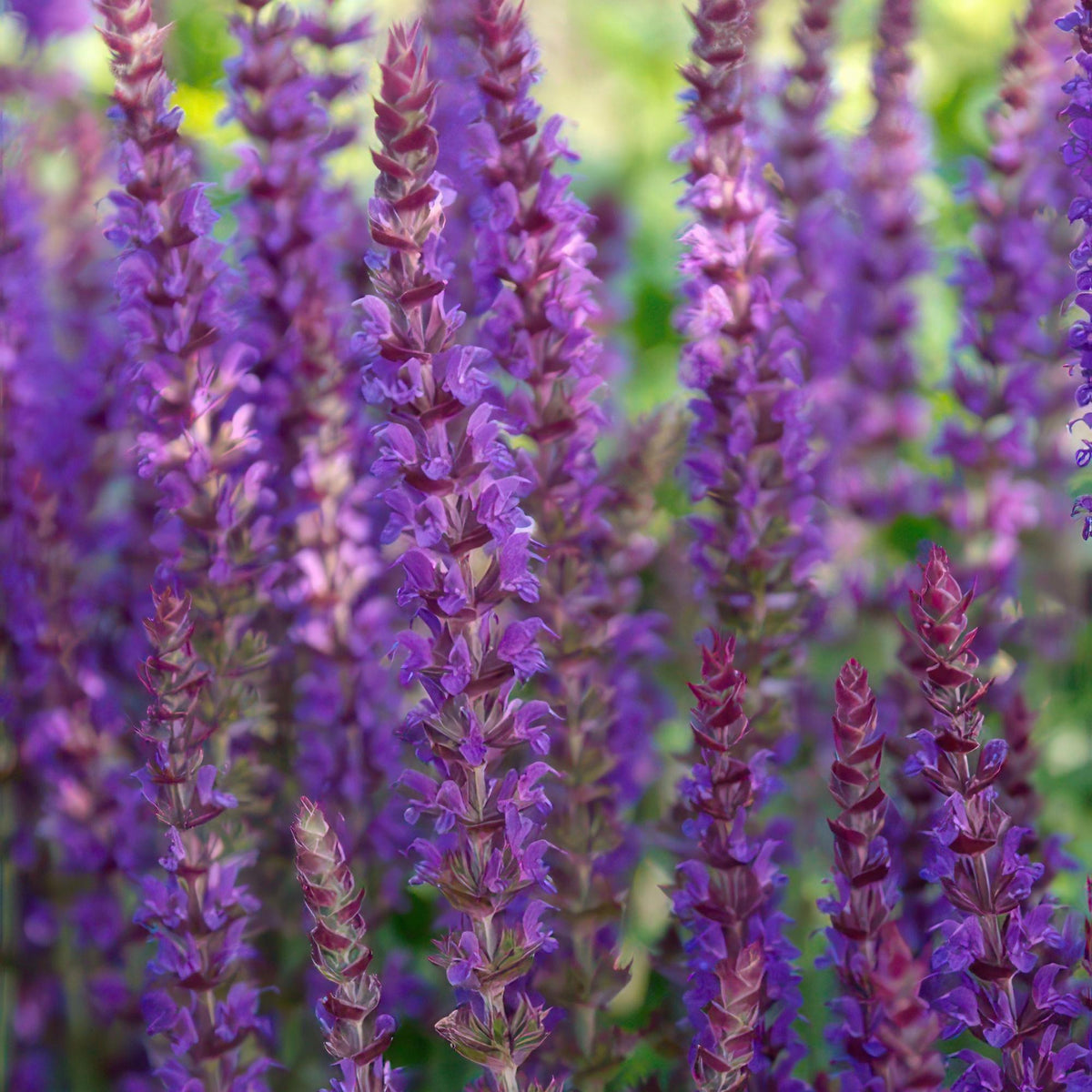 Bossalie 'Ostfriesland' - set van 6 – voor tuin & terras