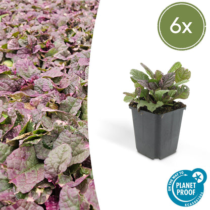 Kruipend zenegroen 'Burgundy Glow' - set van 6 – voor tuin & terras