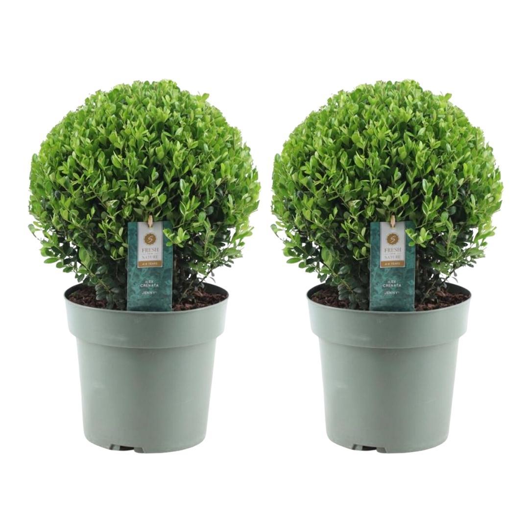 Japanse hulst 'Jenny' bol XL - set van 2 – voor tuin & terras