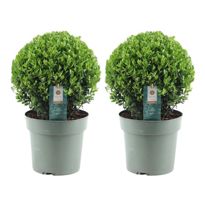 Japanse hulst 'Jenny' bol XL - set van 2 – voor tuin & terras
