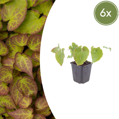Elfenbloem 'Frohnleiten' - set van 6 – voor tuin & terras