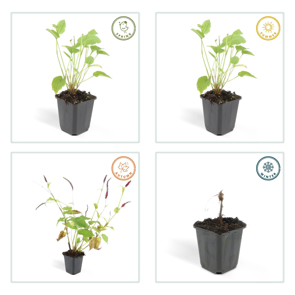 Duizendknoop (Persicaria amplexicaulis) - set van 6 – voor tuin & terras