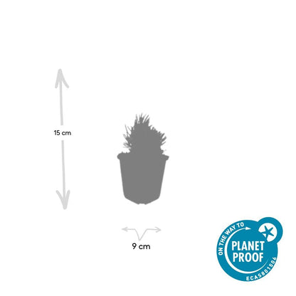 Lavendel 'Dwarf Blue' - set van 6 – voor tuin & terras