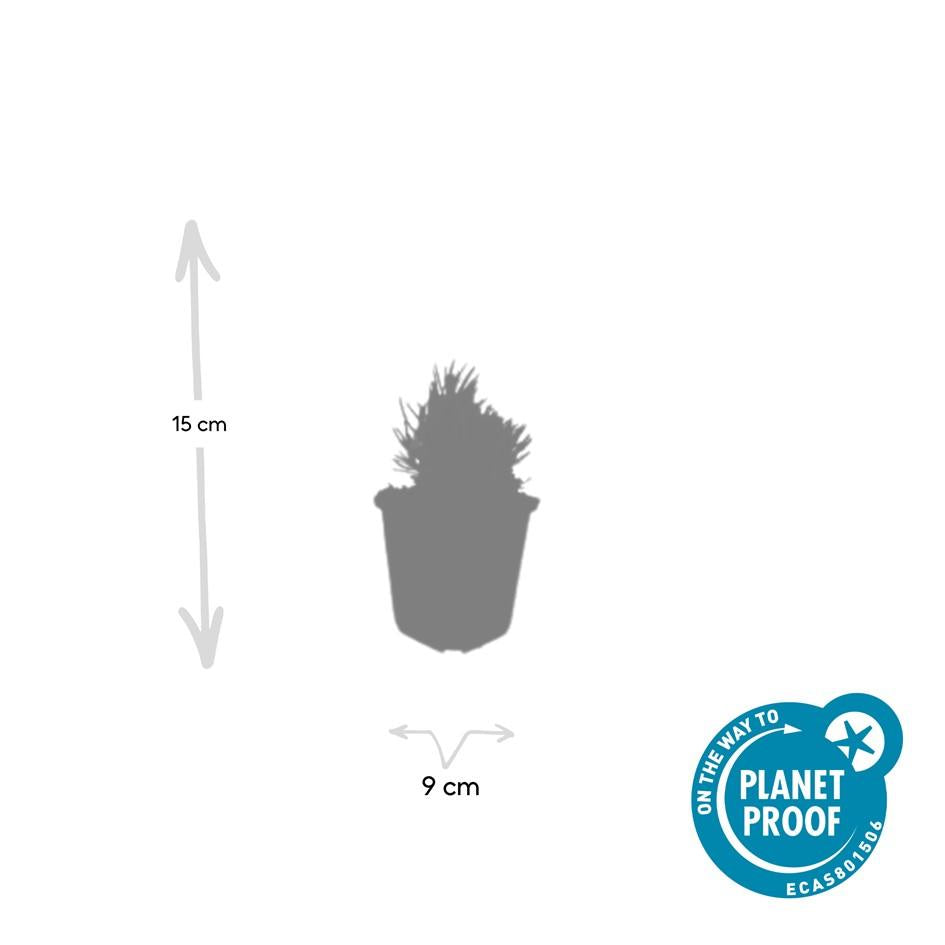 Lavendel 'Dwarf Blue' - set van 6 – voor tuin & terras