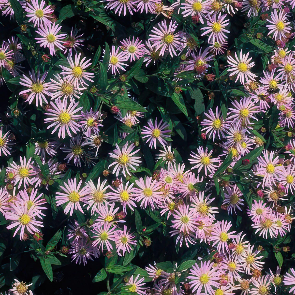 Herfstaster 'Asran' - set van 6 – voor tuin & terras