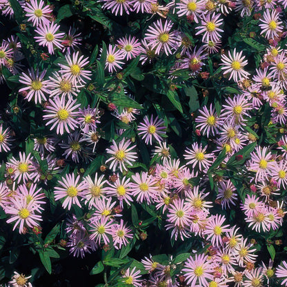 Herfstaster 'Asran' - set van 6 – voor tuin & terras