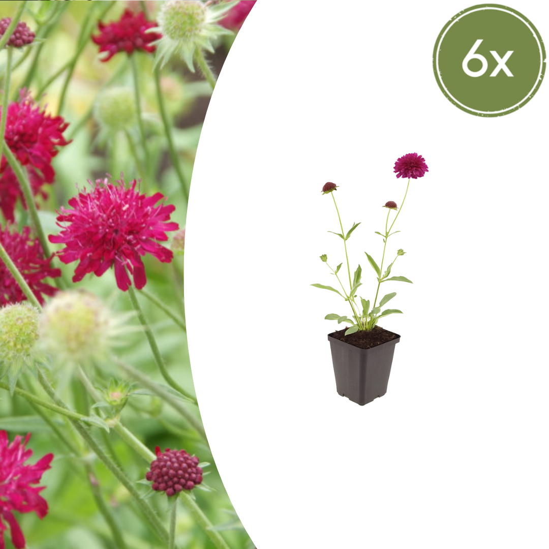 Beemdkroon (Knautia macedonica) - set van 6 – voor tuin & terras