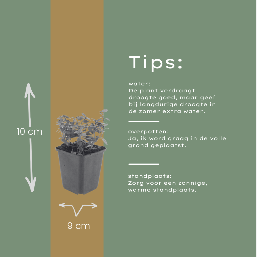 Sieroregano 'Herrenhausen' - set van 6 – voor tuin & terras