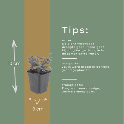 Sieroregano 'Herrenhausen' - set van 6 – voor tuin & terras