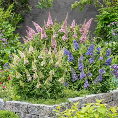 Vlinderstruik 'Butterfly Candy' (Buddleja) - set van 3