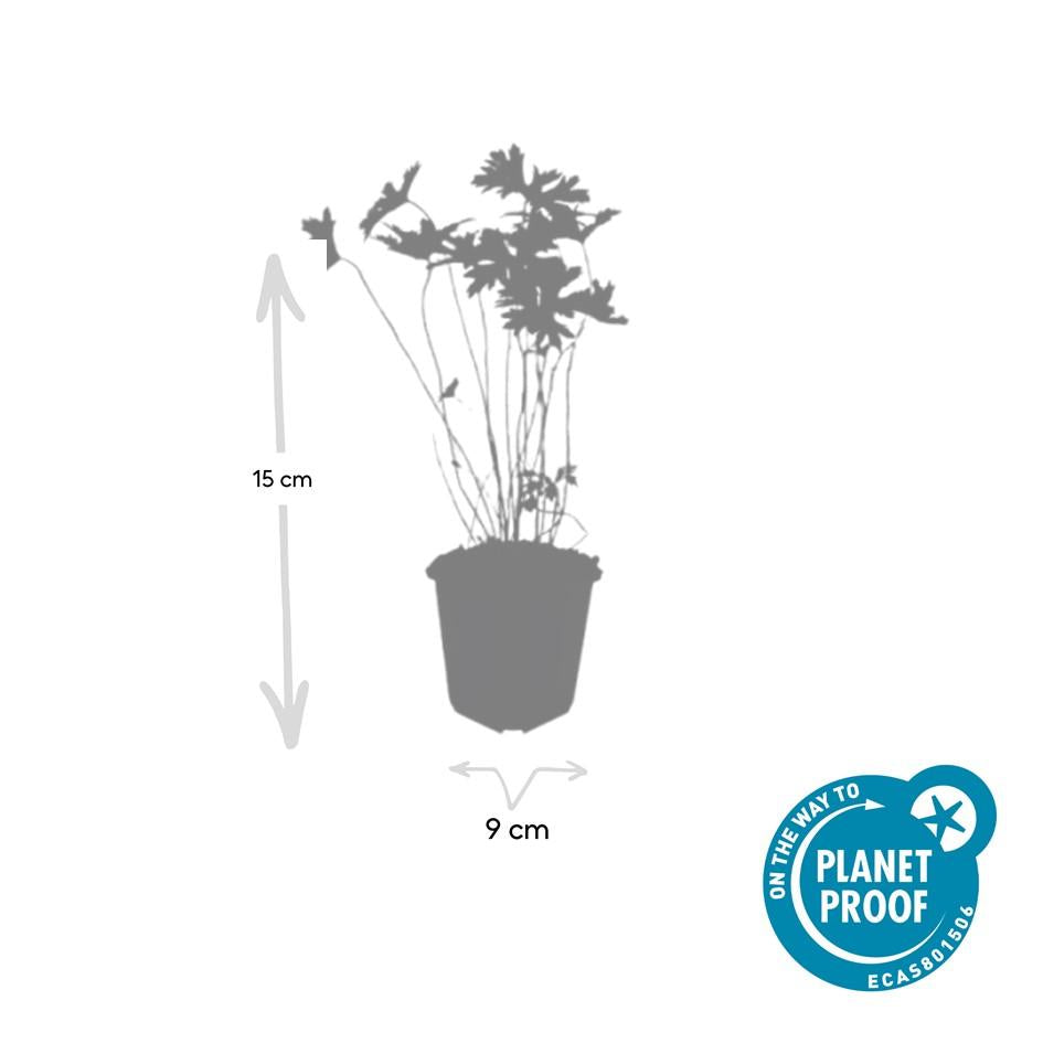 Ooievaarsbek 'Johnson's Blue' - set van 6 – voor tuin & terras