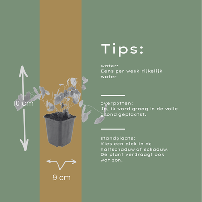 Elfenbloem 'Niveum' - set van 6 – voor tuin & terras
